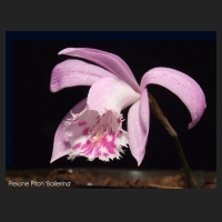 2011-03_pleione_piton.jpg