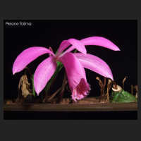 2011-04_pleione_tolima.jpg