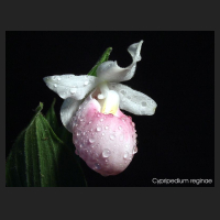 2011-06_Cypripedium_reginae.jpg