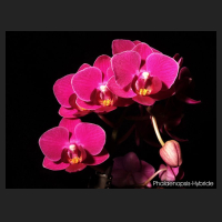 2011-08_Phal_Mini-Hybride_pink.jpg