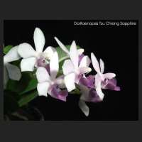 2011-09_Dtps_Tzu_Chiang_Sapphire.jpg