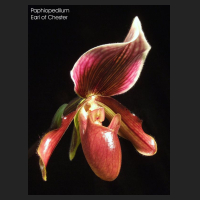 2011-09_Paph_Earl_of_Chester.jpg