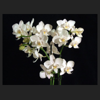 2011-09_Phal_Mini-Hybride_weiss.jpg