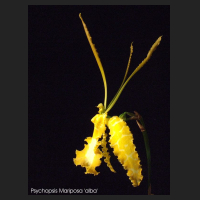 2011-09_Psychopsis_Mariposa_alba.jpg
