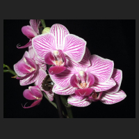 2011-10_Phal-Mini-Hybride_gestreift.jpg