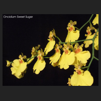 2011-11_Oncidium_Sweet_Sugar.jpg