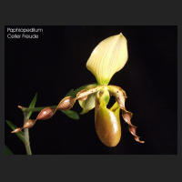 2011-11_Paph_Celler_Freude.jpg