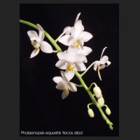 2011-11_Phal_equestris_Ilocos_alba.jpg