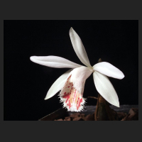 2012-02_Pleione_Kohala.jpg