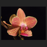 2012-03_Phal-Mini-Hybride_gestreift.jpg