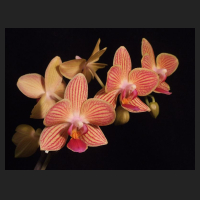 2012-03_Phal-Mini-Hybride_gestreift_3.jpg