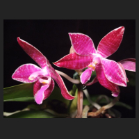 2012-03_Phal_lueddemanniana_1.jpg