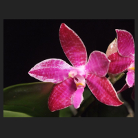 2012-03_Phal_lueddemanniana_2.jpg