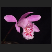 2012-03_Pleione_Callisto.jpg