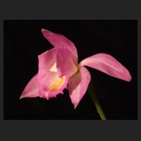2012-04_Pleione_aurita_Maren.jpg
