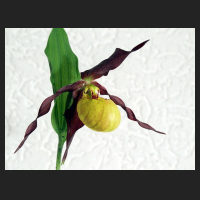 2012-05_Cypripedium_Emil.jpg