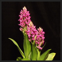 2012-05_Dactylorhiza-maculata-Hybride_Koch.jpg