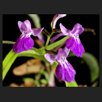 2015-07-02_Ponerorchis_Andrew_1_lavender_white.jpg