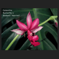 calanthe.jpg