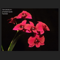 dendrobium_phal_1.jpg