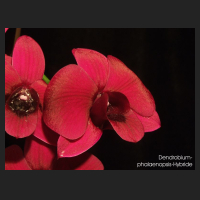 dendrobium_phal_2.jpg