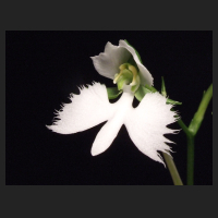 2012-08_Habenaria_radiata_2.jpg