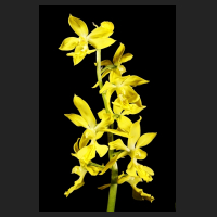 2015-05-26_Calanthe_sieboldii.jpg