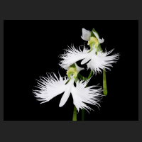 2015-08-14_Habenaria_radiata.jpg