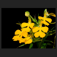 2016-12-19_Habenaria_rhodocheila_yellow.jpg