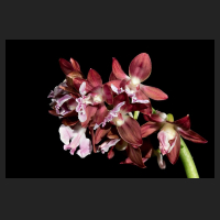 2017-04-14_Calanthe_discolor.jpg