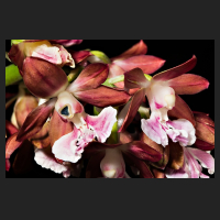 2017-04-15_Calanthe_discolor.jpg