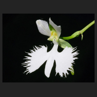 2017-05-28_Habenaria_radiata.jpg