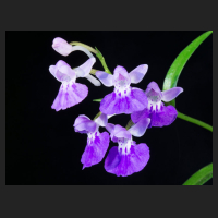 2017-06-15_Ponerorchis_lavender_white.jpg