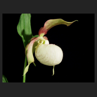 2012-05_Cypripedium_x_ventricosum_Pastell.jpg