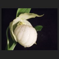 2013-05-15_Cypripedium_Sabine_Pastell.jpg