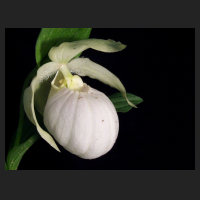 2013-05-16_Cypripedium_Sabine_Pastell.jpg