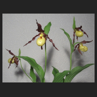 2013-05-22_Cypripedium_Emil_1.jpg