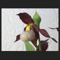 2013-06-04_Cypripedium_Boots_1.jpg