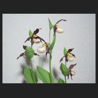2013-06-04_Cypripedium_Boots_2.jpg