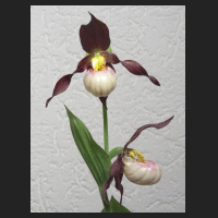 2013-06-04_Cypripedium_Boots_3.jpg