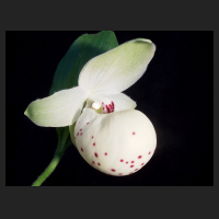 2013-06-04_Cypripedium_Ulla_Silkens.jpg