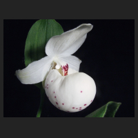 2013-06-10_Cypripedium_Ulla_Silkens.jpg