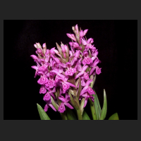 2013-06-14_Dactylorhiza-incarnata-Hybride_Koch_1.jpg