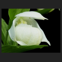 2014-04-29_Cypripedium_macranthos_alba.jpg