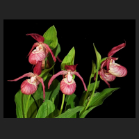 2014-05-09_Cypripedium_ventricosum_1.jpg