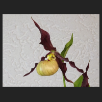 2014-05-17_Cypripedium_Emil_3.jpg
