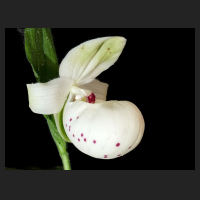 2014-06-01_Cypripedium_Ulla_Silkens.jpg