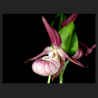 2015-05-17_Cypripedium_ventricosum_1.jpg