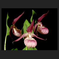 2015-05-17_Cypripedium_ventricosum_2.jpg