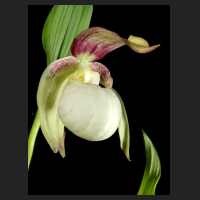 2015-05-17_Cypripedium_ventricosum_Pastell_1.jpg